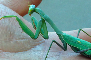 Metaphor of a Praying Mantis